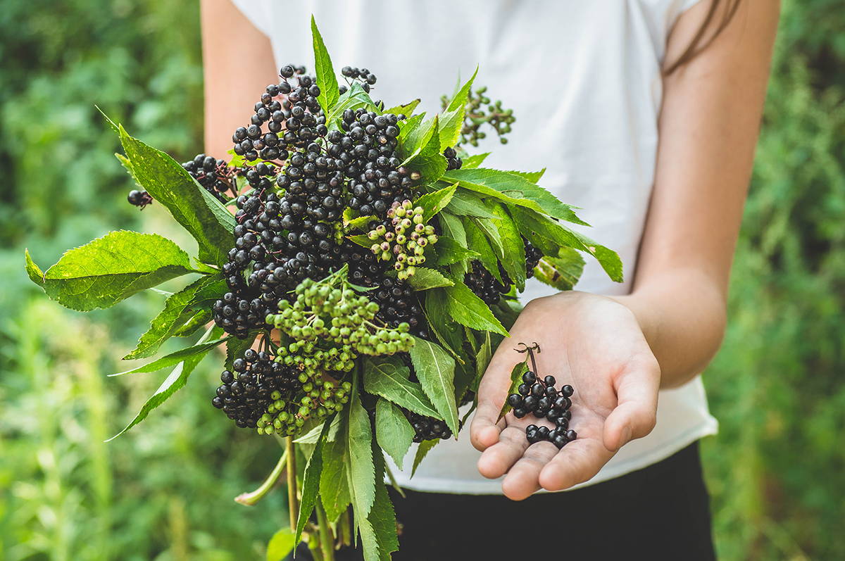 Elderberry and Immune Health: What Does Science Say?